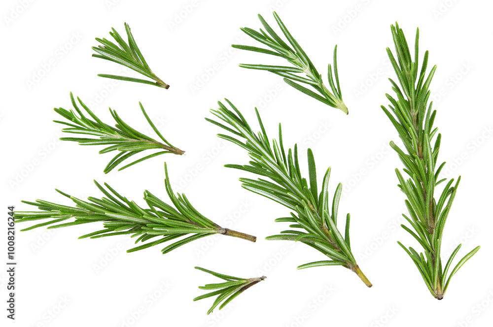 rosemary leaves isolated on white background. clipping path rosemary leaves isolated on white background. clipping path
