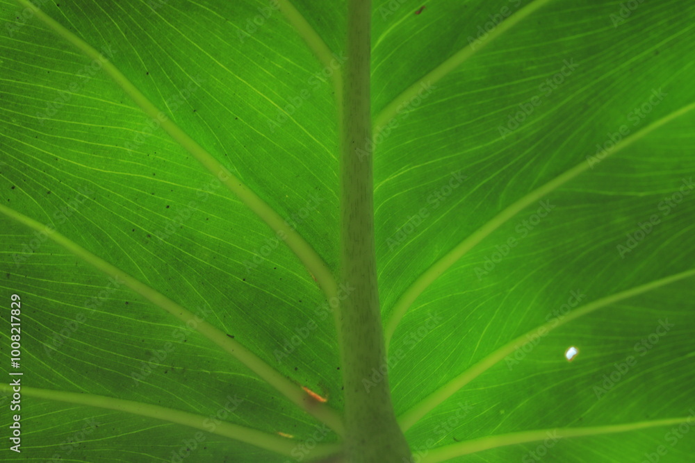 Macro detail to leaf with green structure or texture, background concept Macro detail to leaf with green structure or texture, background concept