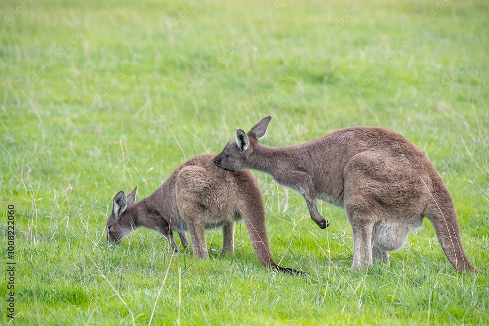 Two cute wallaby kangaroo is grazing on a green meadow in Australia, wildlife and beauty in nature Two cute wallaby kangaroo is grazing on a green meadow in Australia, wildlife and beauty in nature