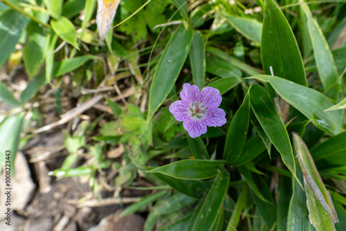 Purple flower on Mountain Daibosatsu in Japan