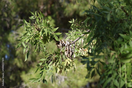 Fraxinus angustifolia, the narrow-leaved ash, is a species of Fraxinus  photo