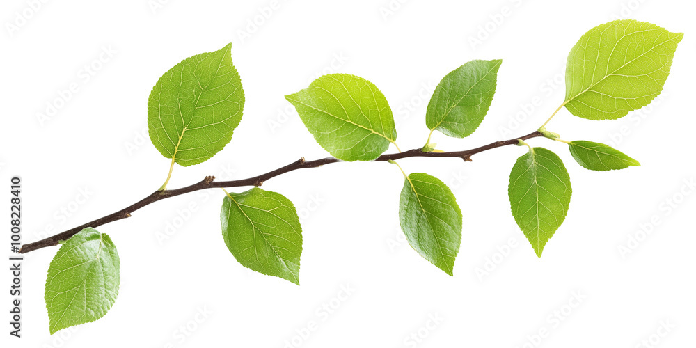 Fototapeta premium Green Branch with Leaves Isolated on Transparent Background