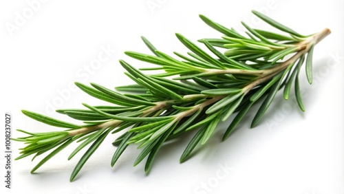 Fresh rosemary branch against a white background, perfect for culinary use and decorative purposes. An excellent