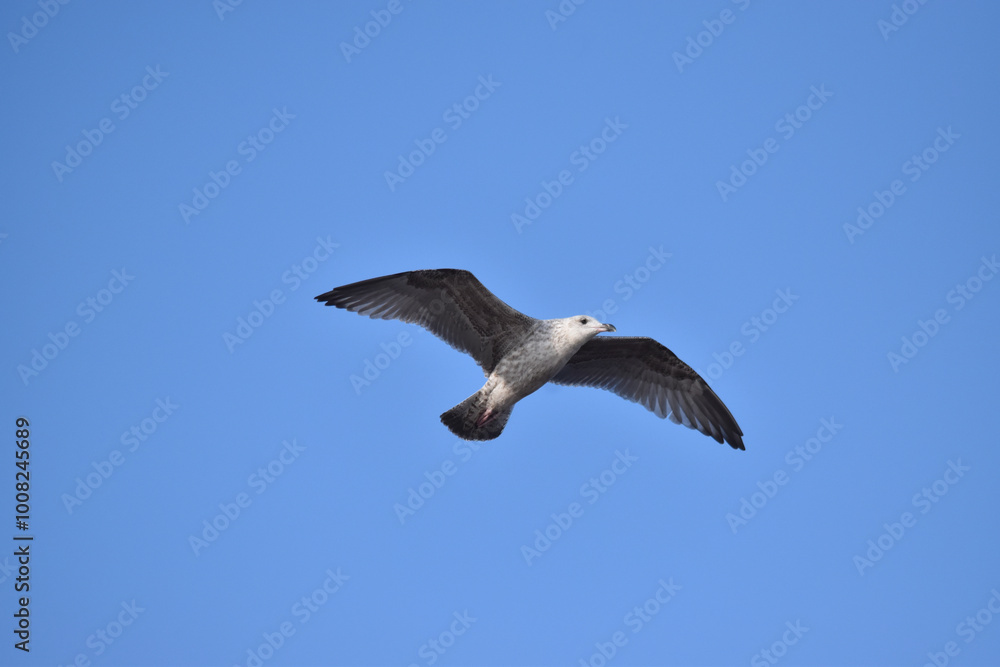 A young herring gull in flight A young herring gull in flight