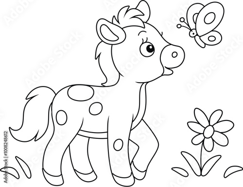 Funny little foal playing w...