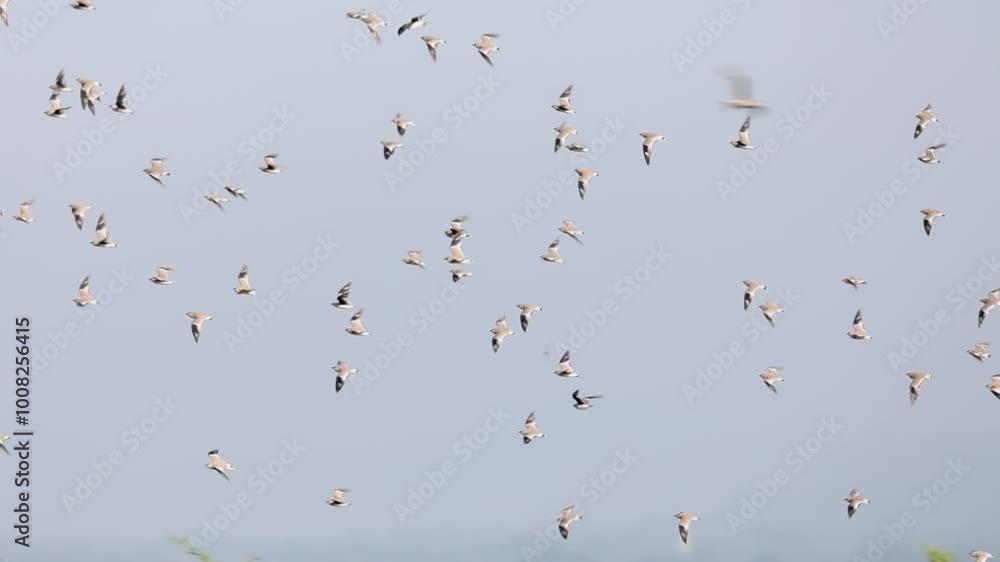 A flock of birds flying freely in a bright blue sky A flock of birds flying freely in a bright blue sky