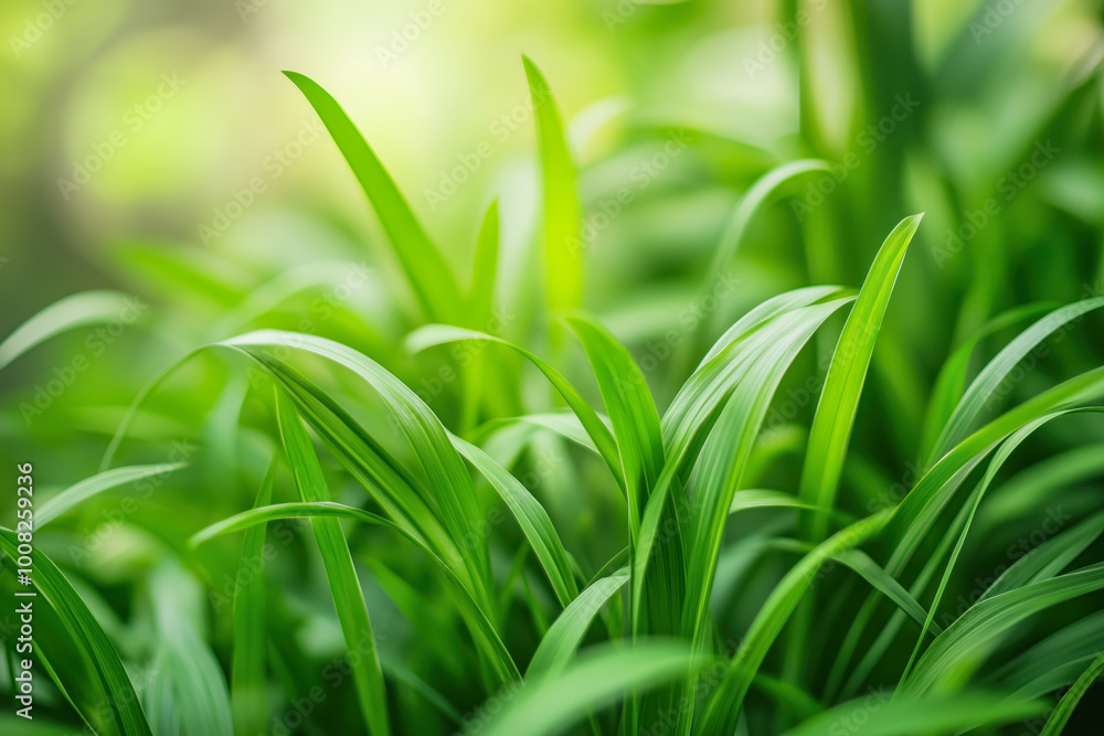Obraz premium Close-up of lush green grass on a sunny day