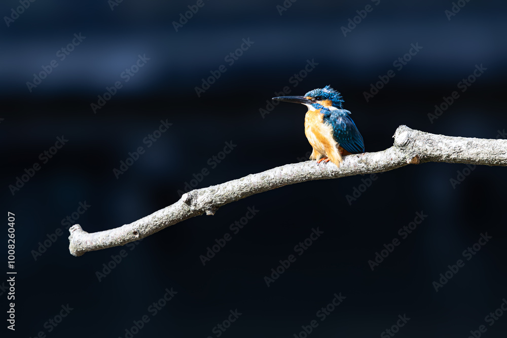 Obraz premium 小枝の上で一休みするカワセミ