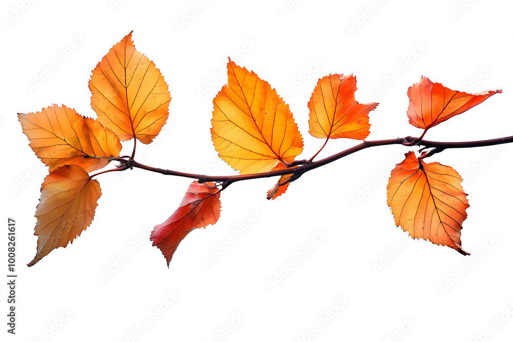 PNG Autumn leaves on branch PNG Autumn leaves on branch