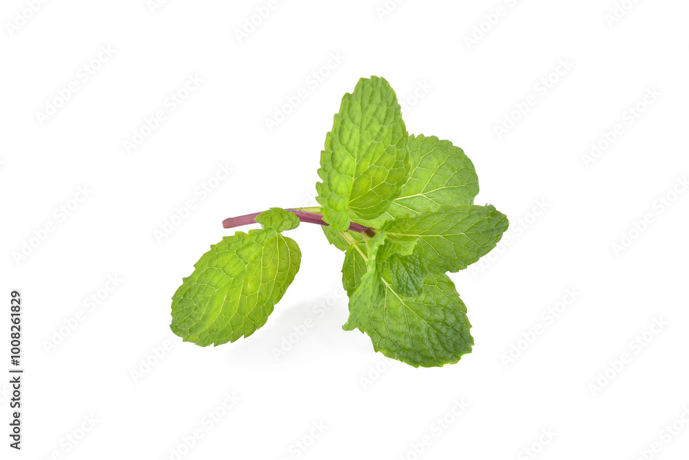 Fresh mint leaves, isolated on white background Fresh mint leaves, isolated on white background
