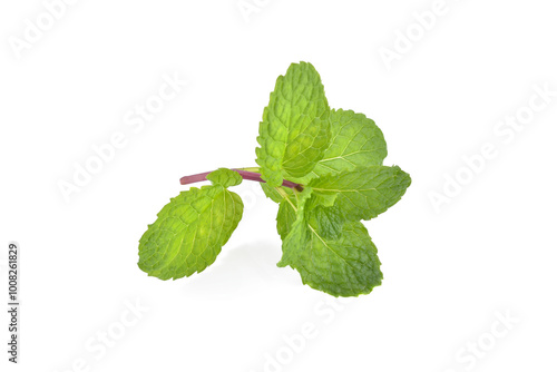 Fresh mint leaves, isolated on white background
