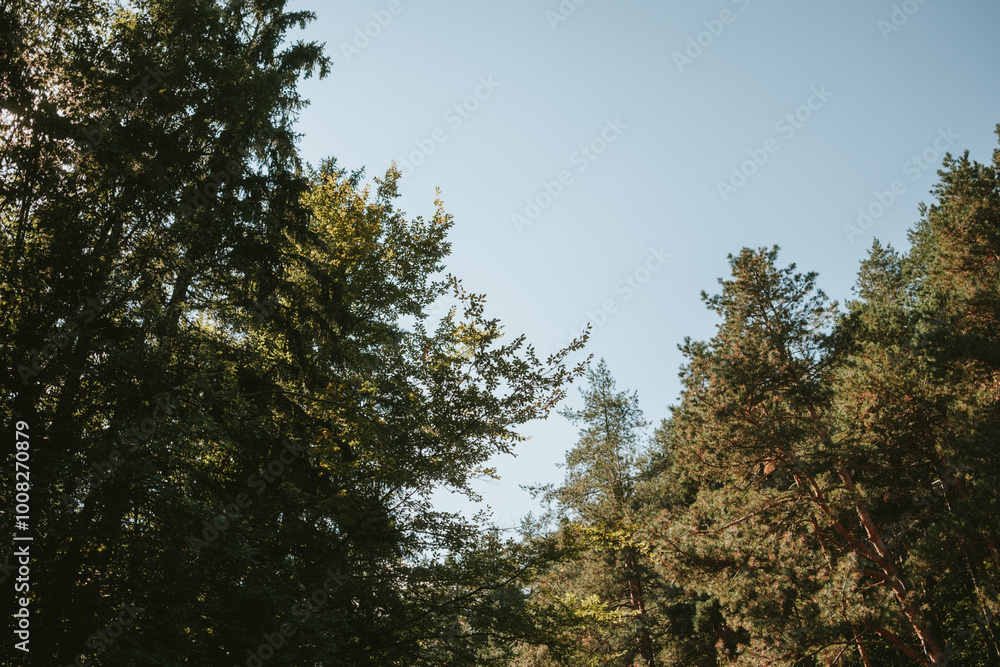 Fototapeta premium trees in the forest