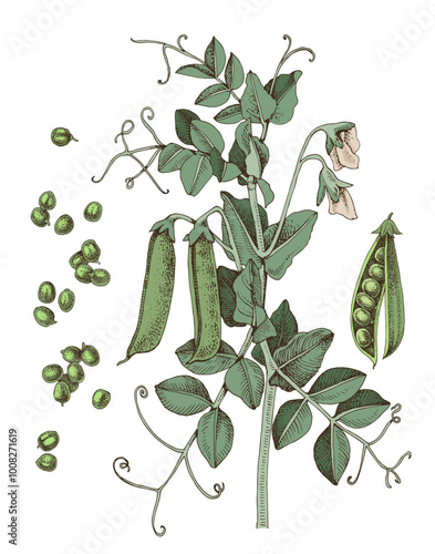 Green pea plant with flowers and ripe pods