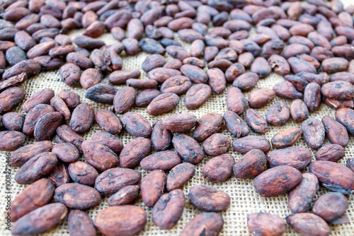 Close-up of dried cacao beans  photo