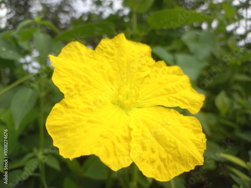 The flower of nenua Yellow of very good, The Yellow flower is the main focus of the image, Bright yellow male flowers of a nenua among dense green leaves 