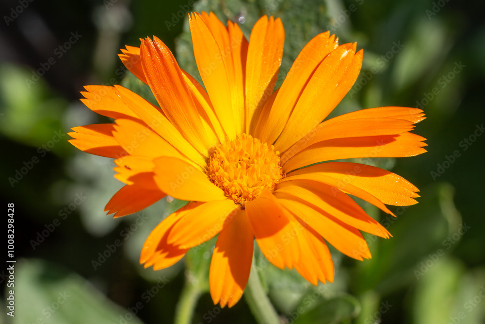 Marigold flower in sunlight with summer background. Marigold flower in sunlight with summer background.