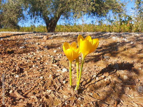 Yellow crocus or sternbergia flowers grow in the ground in an olive orchard. photo