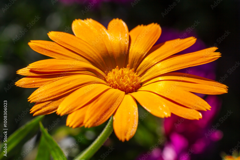 Marigold flower in sunlight with summer background. Marigold flower in sunlight with summer background.