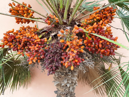 Orange Chamaerops humilis berries grow on a palm tree. photo