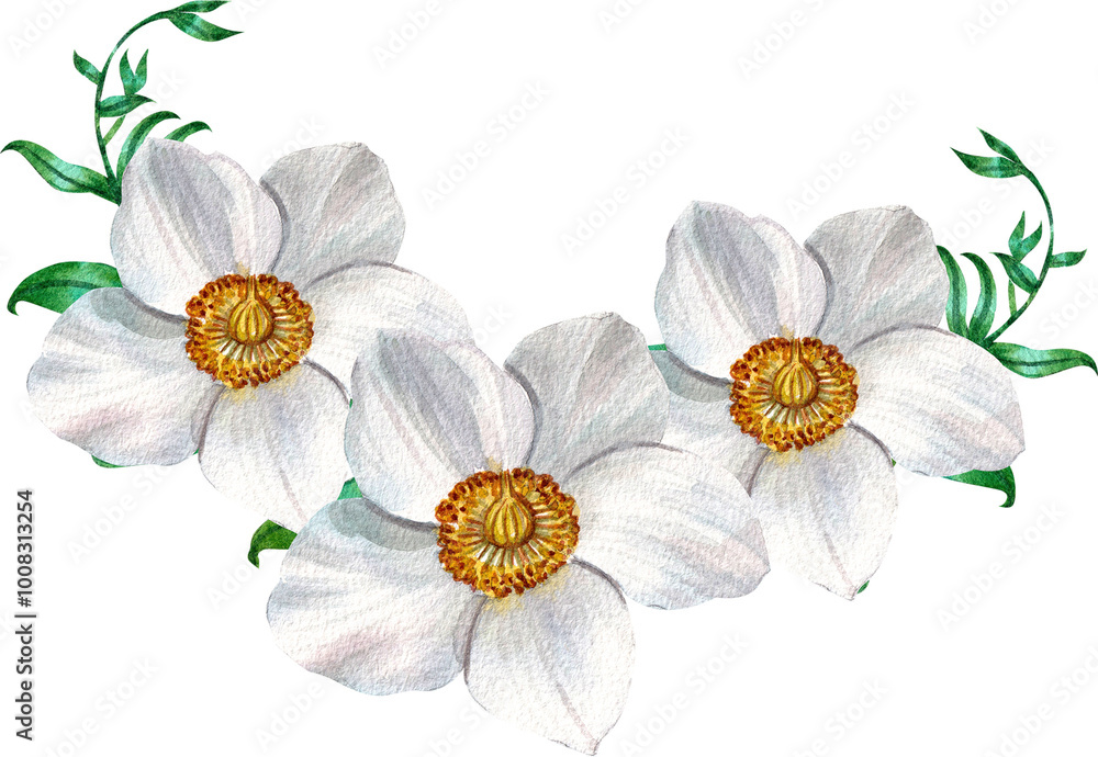 Obraz premium White anemone flower, bouquet, watercolor painting hand-drawn