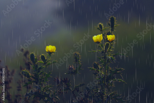 Flower in the rain. Rain season for nature. Yellow petals  photo