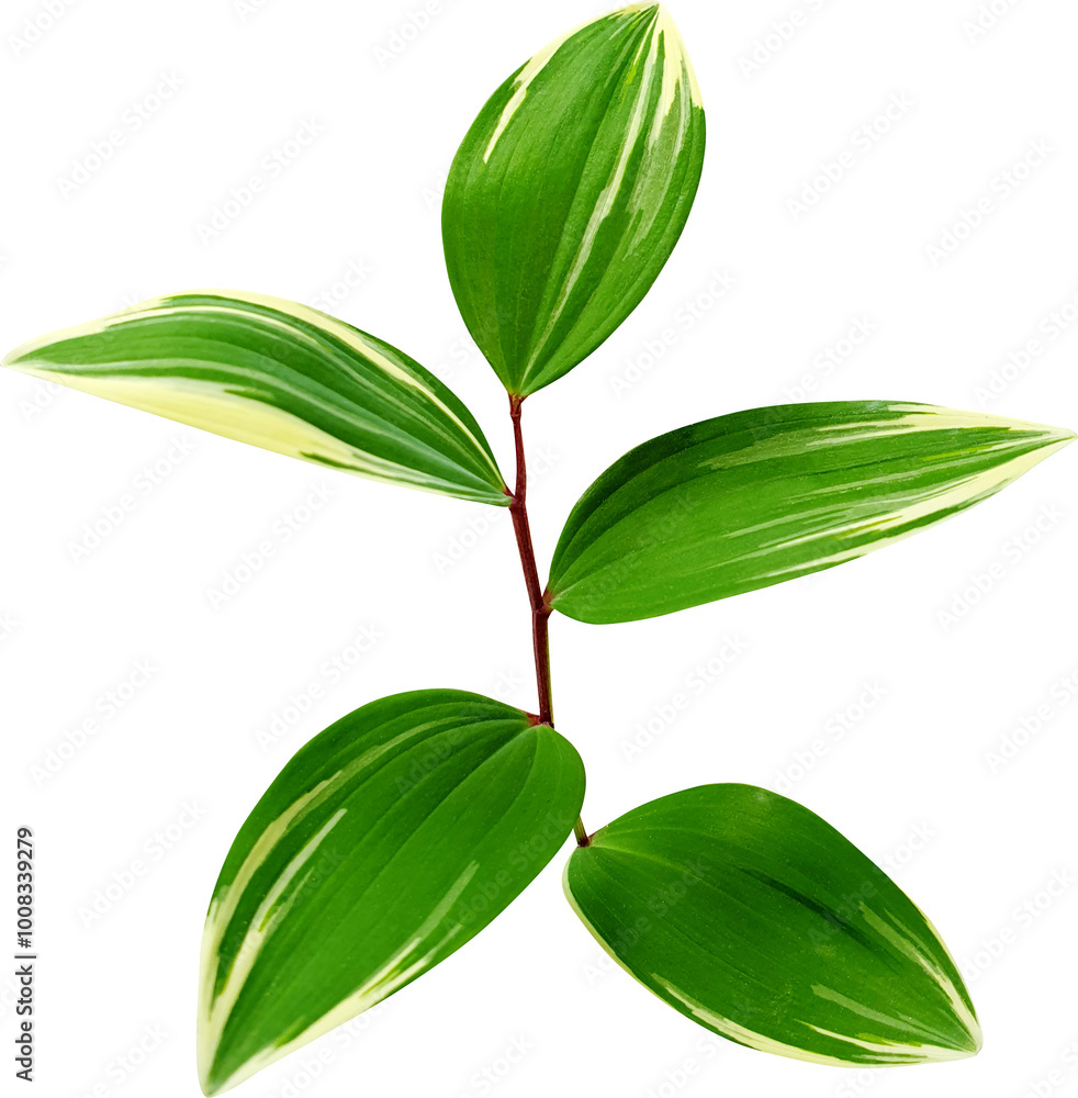 Obraz premium 둥글레 잎