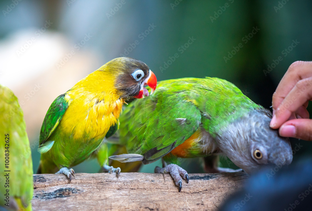 Obraz premium Handsome Young happy male Cute lovebird parrot, pet african parrot, caring for animals. Funny parrots. Home pet parrot. The best birds. Beautiful photo of a bird. Ornithology