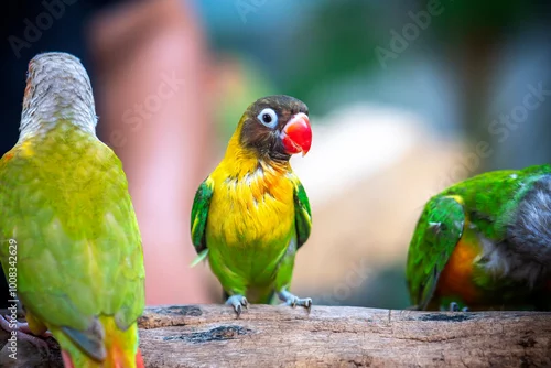 Fototapeta na wymiar Handsome Young happy male Cute lovebird parrot, pet african parrot, caring for animals. Funny parrots. Home pet parrot. The best birds. Beautiful photo of a bird. Ornithology