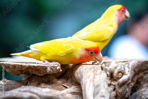 Two lovebird (Agapornis roseicollis) also known as rosy collared or peach faced lovebird. Two colorful parrots male and female are together photo