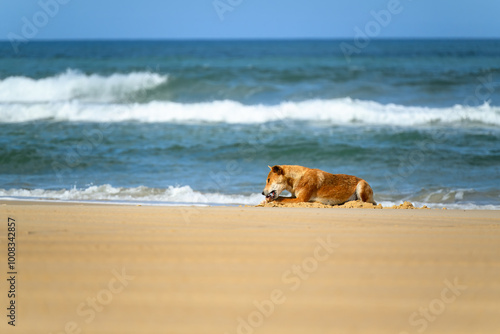 Foto Dingo native wild dog, eating fish food on beach, K'gari Fraser Island, Australi