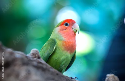 Fototapeta samoprzylepna Handsome Young happy male Cute lovebird parrot, pet african parrot, caring for animals. Funny parrots. Home pet parrot. The best birds. Beautiful photo of a bird. Ornithology