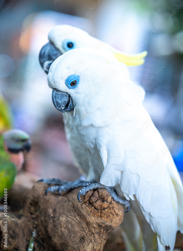Portrait Yellow crested cockatoo a medium sized cockatoo with white plumage, bluish white bare orbital skin, grey feet, a black bill, and a retractile yellow or orange crest Portrait Yellow crested cockatoo a medium sized cockatoo with white plumage, bluish white bare orbital skin, grey feet, a black bill, and a retractile yellow or orange crest
