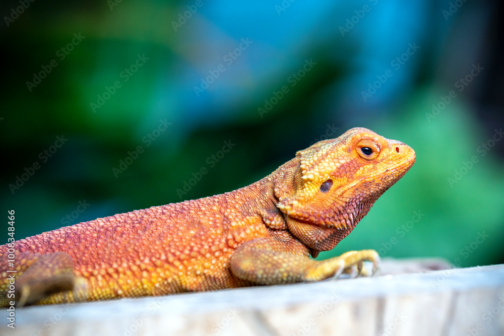Bearded Dragon Hypo closeup on nature background, Bearded Dragon Red Hypo side view on wood Bearded Dragon Hypo closeup on nature background, Bearded Dragon Red Hypo side view on wood