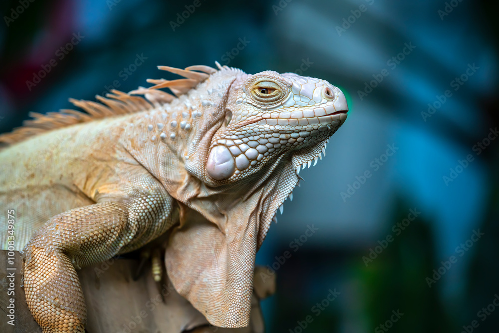Common iguana reptile is resting on a tree in its habitat. The male iguana has a pronounced throat sac and crest. Large lizard Common iguana reptile is resting on a tree in its habitat. The male iguana has a pronounced throat sac and crest. Large lizard