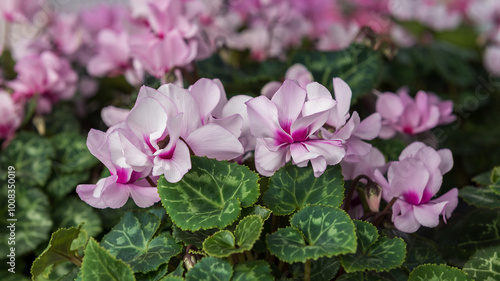 The indoor pink cyclamen, an evergreen house plant, a colored flowering perennial