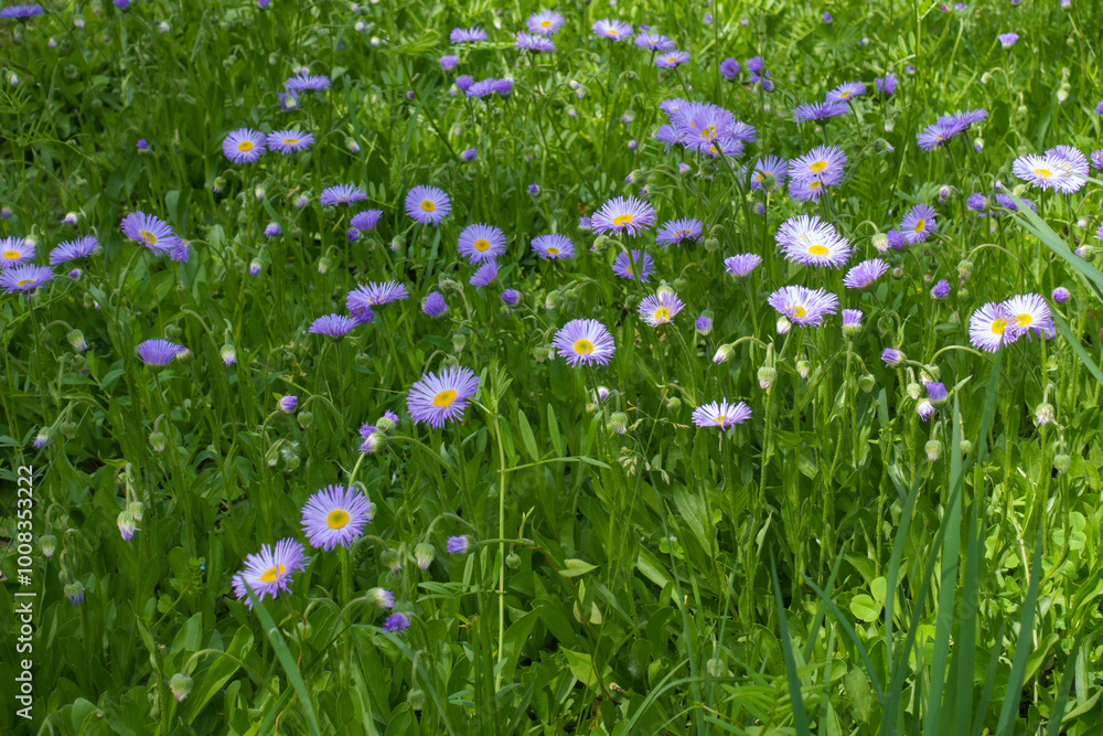 Buds and violet flowers of Erigeron speciosus in June Buds and violet flowers of Erigeron speciosus in June