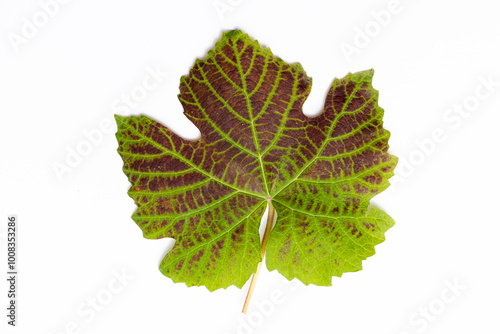 grape leaf on the white background