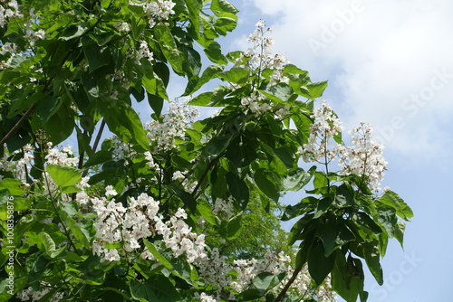 Dozens of white flowers of Catalpa bignonioides tree in June photo