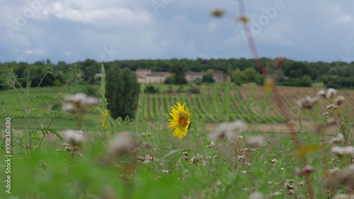 Isolated wellow sunflower in a field, surrounded by hills, village and vineyard photo