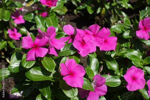 Bright pink flowers of Catharanthus roseus in July photo