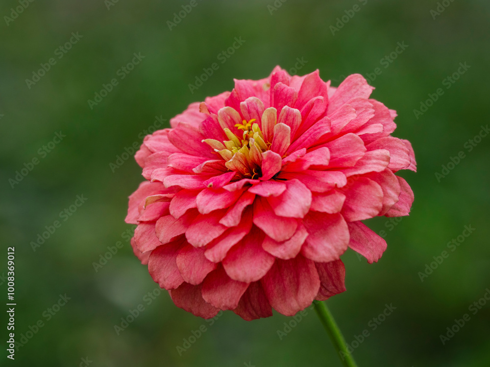 Closeup view of isolated pink red with yellow stamen zinnia elegans flower blooming outdoors in garden Closeup view of isolated pink red with yellow stamen zinnia elegans flower blooming outdoors in garden