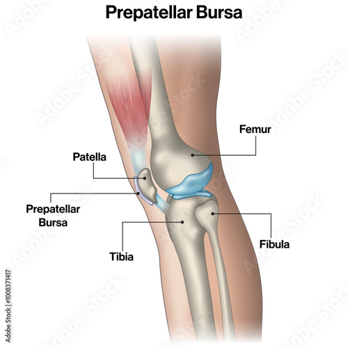 Prepatellar Bursa in Leg, Detailed Vector Illustration, Human Anatomy