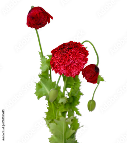 red poppy with buds
