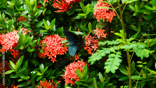 photography of butterflies perched on flowers with a natural background