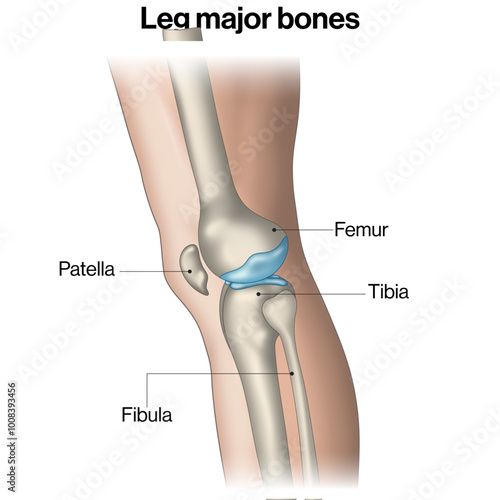 Types of Major Bones in Leg, Labelled Diagram, Human Lower Limb Anatomy