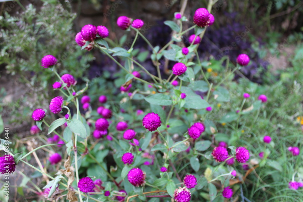 Globe amaranth or Gomphrena globosa purple flowers Globe amaranth or Gomphrena globosa purple flowers