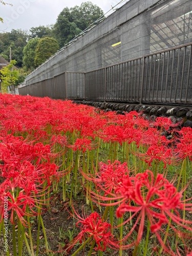 flowers in a greenhouse