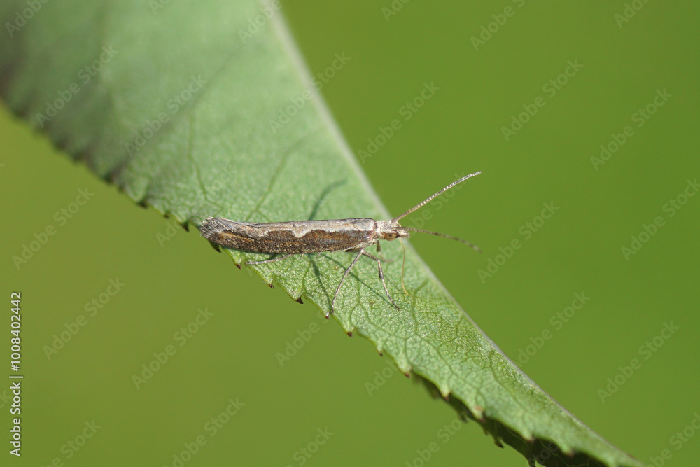 Closeup Diamondback moth, cabbage moth (Plutella xylostella) on a leaf. Family Plutellidae. Dutch garden, Autmn, October. Closeup Diamondback moth, cabbage moth (Plutella xylostella) on a leaf. Family Plutellidae. Dutch garden, Autmn, October.