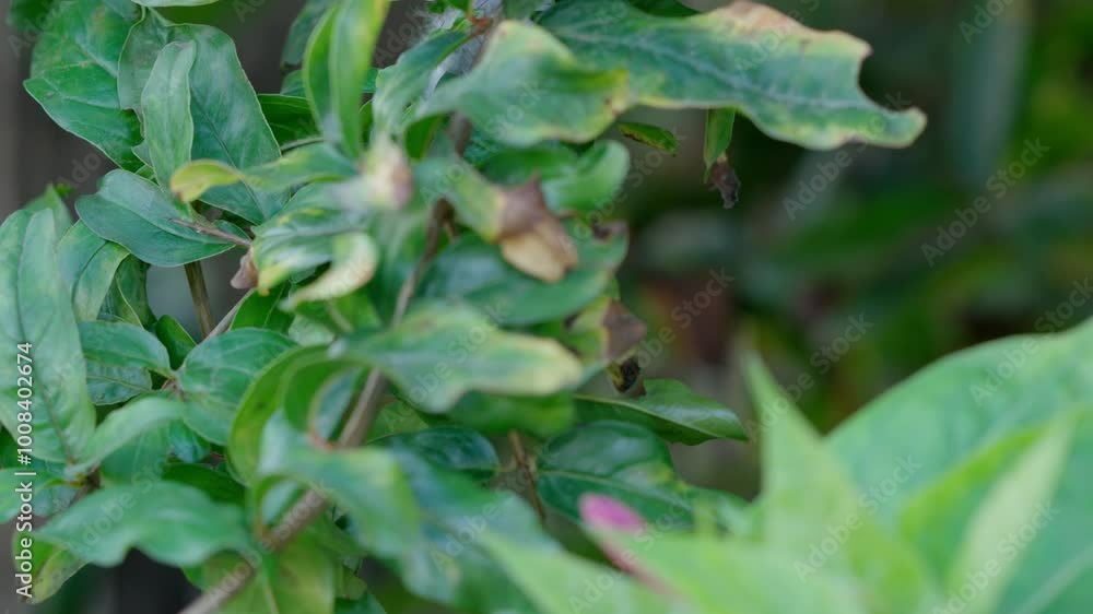 Pulling focus between some leaves in the garden. Pulling focus between some leaves in the garden.