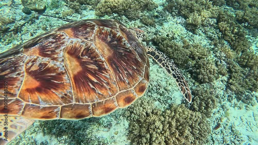 Large turtle underwater on seaweed close up, beautiful turtle off the coast of the Gili Islands in Indonesia Large turtle underwater on seaweed close up, beautiful turtle off the coast of the Gili Islands in Indonesia